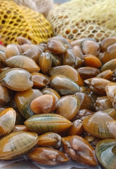 image of tan mussels loose and in mesh bags.