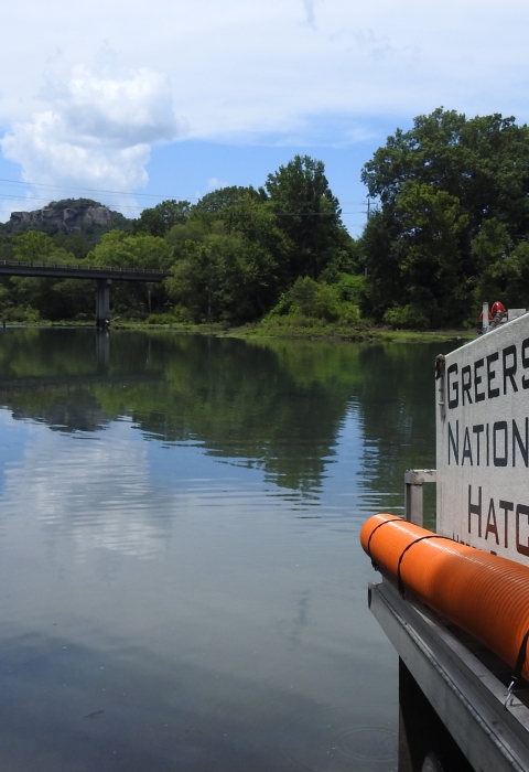 River scene showing a bridge and side of a fish distribution truck.
