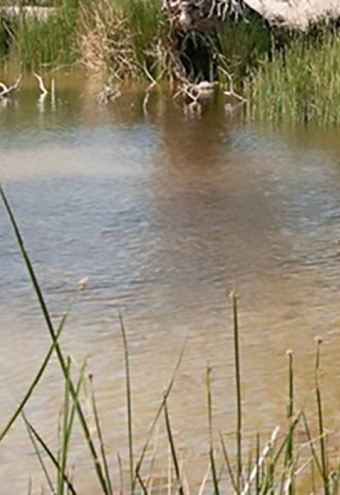 a muddy springs surrounded by grasses