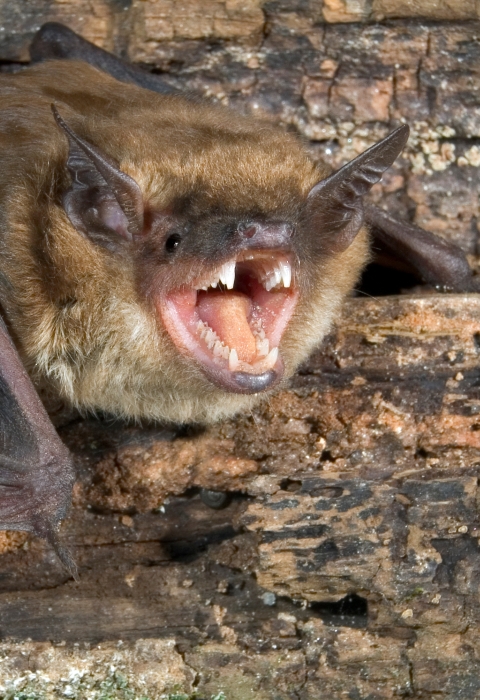 A brown opens it mouth while resting on the bark of a tree