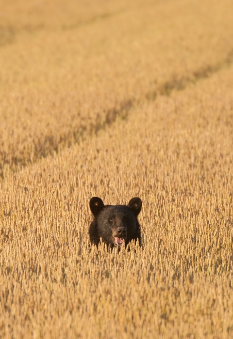 A black bear pokes its head out of a field of golden wheat.