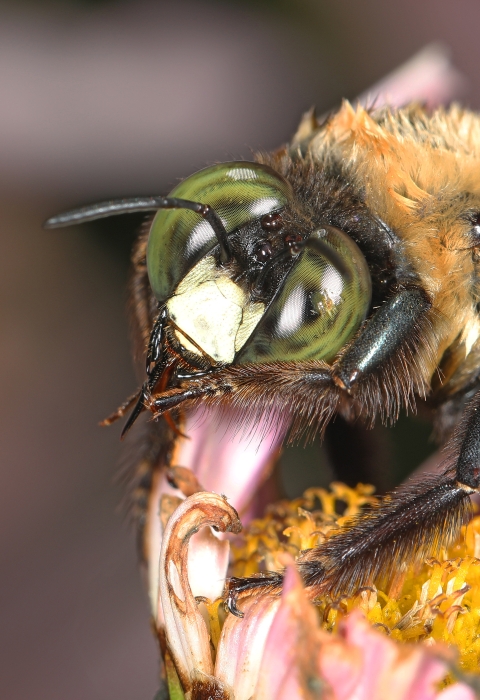Close up of an eastern carpenter bee on a flower