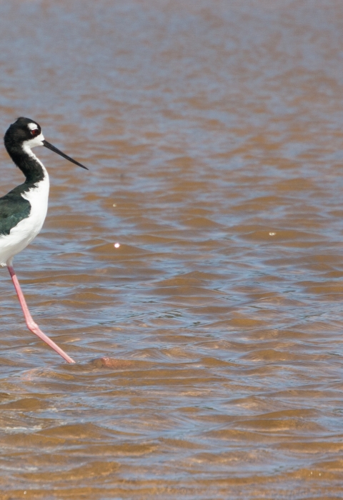 A black and white waterbird with a long black beak and long pink legs walking in shallow water.