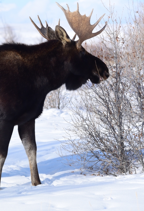 Bull moose nibbling on twigs in the snow