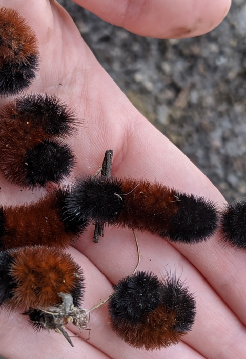 Nine woolly bear caterpillars in hand