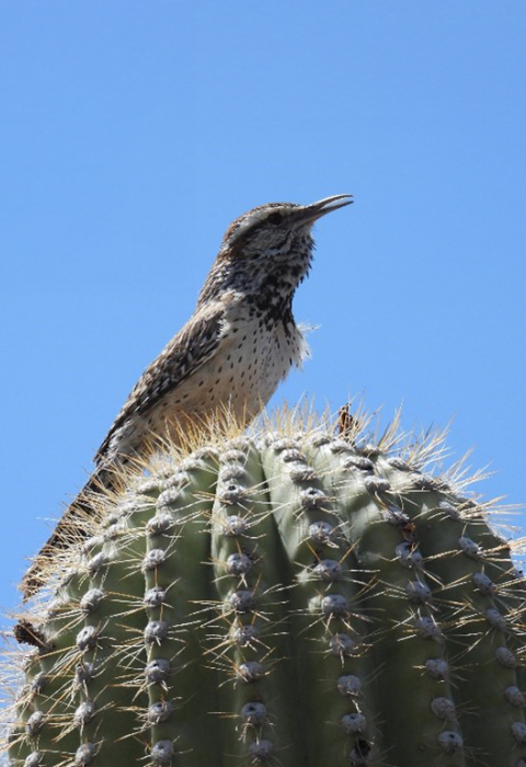 A speckled tan and white bird sits on top of a rounded and spiky cactus