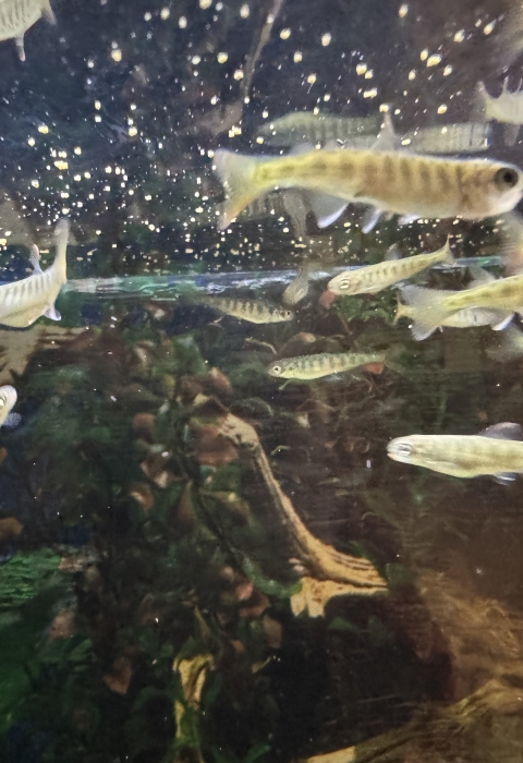 An underwater view of chinook salmon fry feeding near the surface of the tank