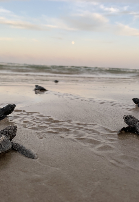 Small newly hatched sea turtles crawl across wet sand towards the water's edge.