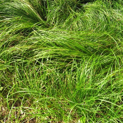 Carex Species