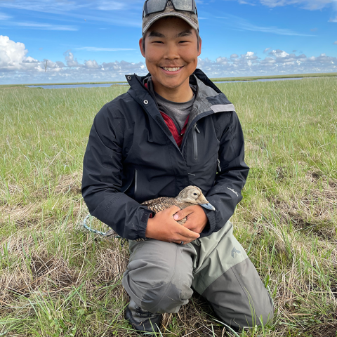 A biologist kneels in a field in waders holding a Spectacled Eider. 