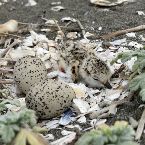 Two western snowy plover eggs and one hatched chick with leg bands. 