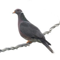 Band-tailed pigeon