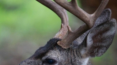 A close-up image of a male deer.