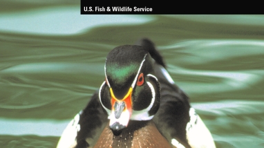 An image of the cover for the comprehensive conservation plan.