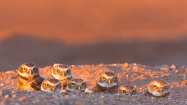 Six owls peer out of their burrow with intense yellow eyes. 