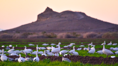 Dozens of white geese rest in green fields with a large hill in the background.