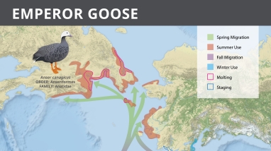 Map of Alaska showing the range of the emperor goose