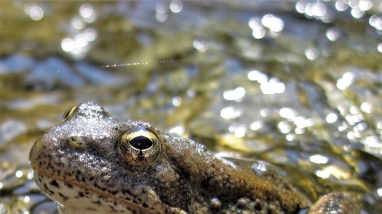 foothill yellow legged frog in water