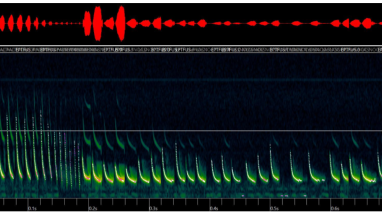 bat spectogram