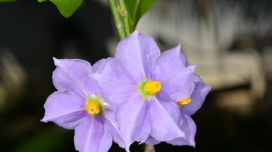 a cluster of purple flowers