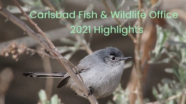 grey bird sitting in tree