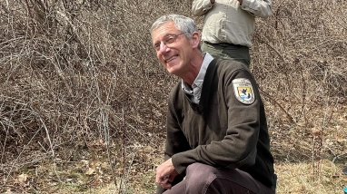 Refuge Manager releasing a New England cottontail in shrubland