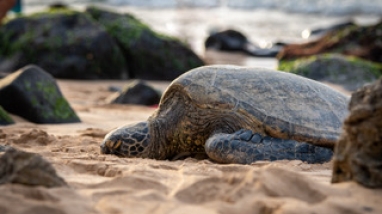 A green sea turtle bask on a beach