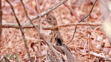 a ruffed grouse hids on the forest floor