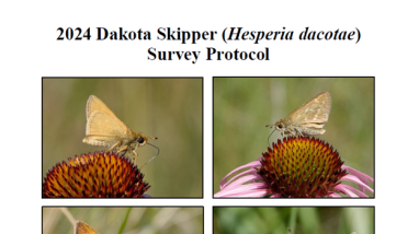Image of the 2024 Dakota Skipper (Hesperia Dacotae) Survey Protocol cover page. Shown is the protocol title, USFWS region and field office credit, and four different images of Dakota skippers with two images of males (left) and two images of females (right).