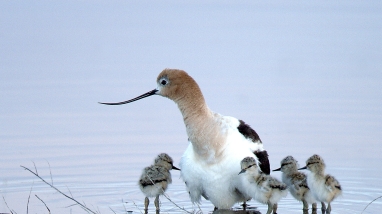 American avocet with chicks