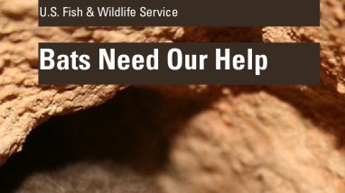 Bats Need Our Help