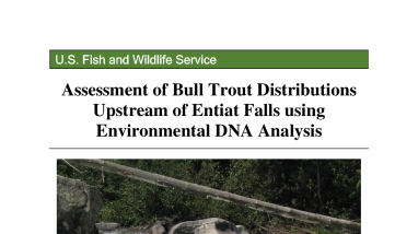 Assessment of Bull Trout Distributions Upstream of Entiat Falls using Environmental DNA Analysis