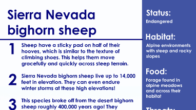 Sierra Nevada bighorn sheep