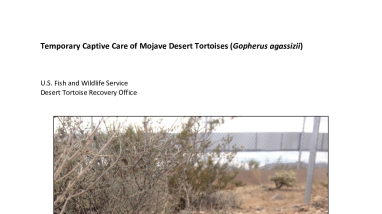 2024 Mojave Desert Tortoise Captive Care Guidance