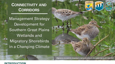 Climate Change Management-Migratory Shorebirds & Wetlands Handout