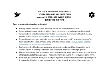 Learn More About Bird Feeding with Virtual Youth Fish and Wildlife Club