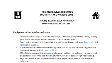 Learn More About Window Collisions with Virtual Youth Fish and Wildlife Club