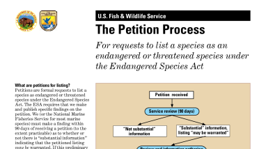 The Petition Process