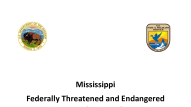 MS TES Consultation Information 2025 (Jan)