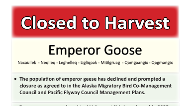 Emperor Goose Harvest Closure Flier for 2025