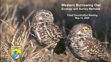 2025 Spring Tribal Coordination Meeting - Burrowing Owl presentation
