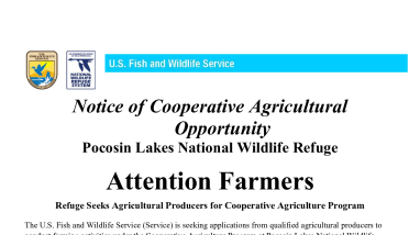 Pocosin Lakes NWR Notice of Agricultural Opportunity 2025-2026