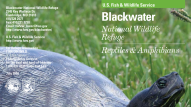Blackwater NWR Reptiles and Amphibians Brochure