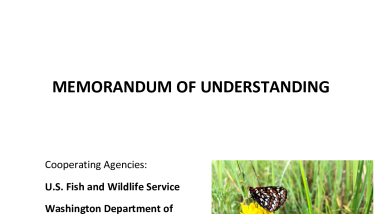 Golden Paintbrush Hybridization Memorandum of Understanding