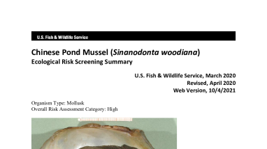 Ecological Risk Screening Summary - Chinese Pond Mussel (Sinanodonta woodiana) - High Risk
