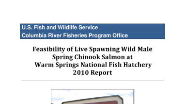 Feasibility of Live Spawning Wild Male Spring Chinook Salmon at Warm Springs National Fish Hatchery 2010 Report
