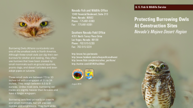 Fact Sheet: Protecting Burrowing Owls at Construction Sites