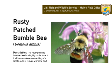 Maine Field Office Rusty Patched Bumble Bee Fact Sheet