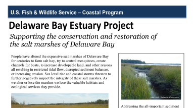 DBCP Salt Marsh Factsheet