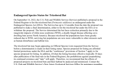 Endangered Species Status for Tricolored Bat in New Jersey